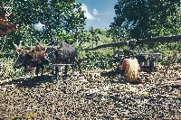 Haiti, immagini del mondo rurale